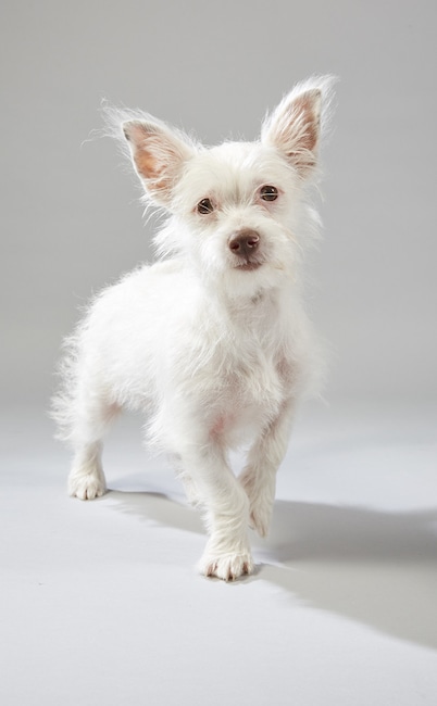 Puppy Bowl XV